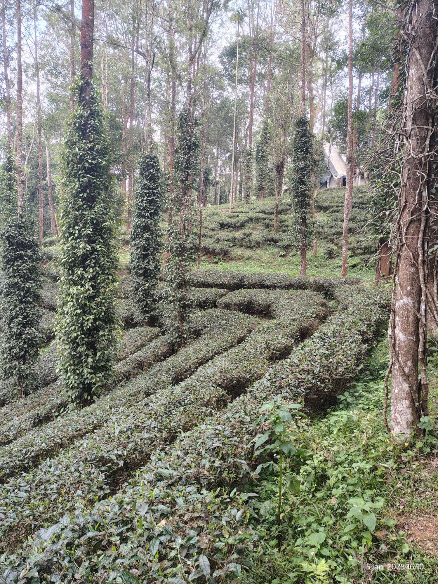 Jungle Jive Treehouse And Farm House Munnar Exterior foto